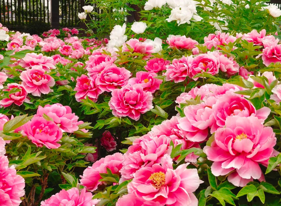 640_wx_fmt=png&from=appmsg&tp=webp&wxfrom=5&wx_lazy=1&wx_co=1